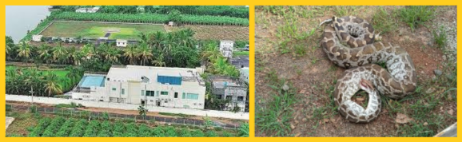 The Desk…Undavalli : CM చంద్రబాబు ఇంటి సమీపంలో కొండచిలువ కలకలం