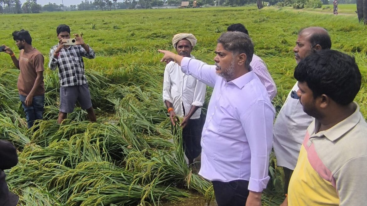 The Desk…Mandavalli : నేలకొరిగిన పంట పొలాలను పరిశీలించిన ఎమ్మెల్సీ జయమంగళ