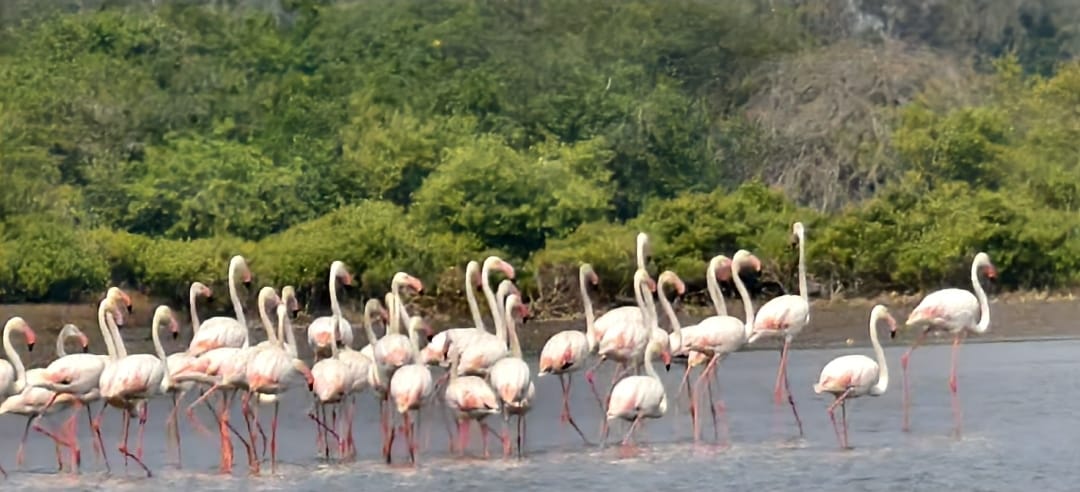 The Desk … Kakinada : Pink Visitors Thrill Kakinada Coast: Flamingos Turn Hope Island into a Natural Spectacle