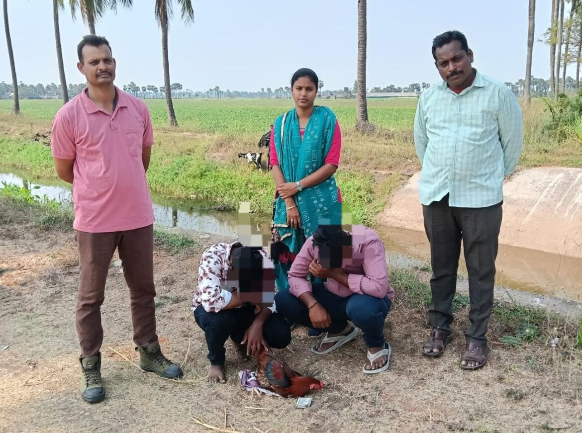 The Desk … Ghantasala : కోడిపందాలు, పేకాట నిర్వహిస్తే కఠిన చర్యలు తప్పవు : ఎస్ఐ వేమన చందన