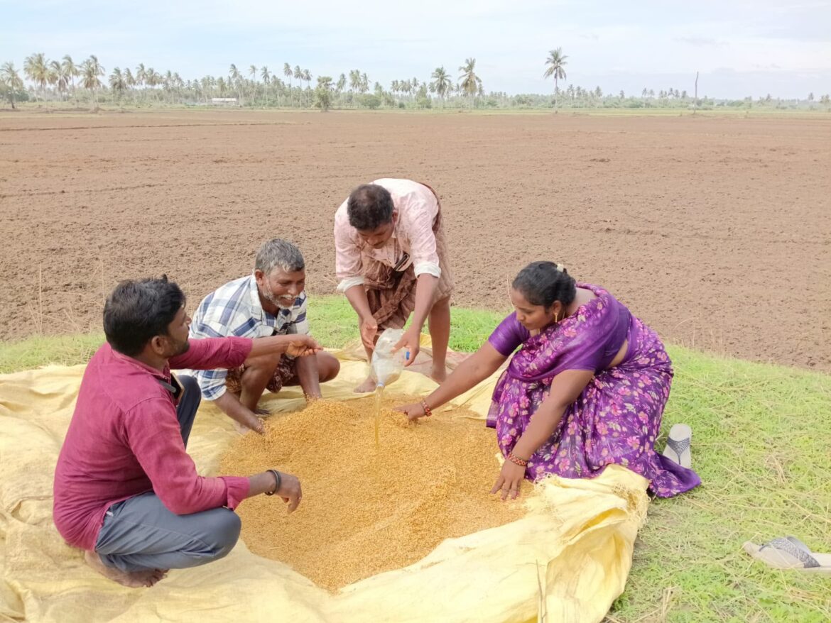 TheDesk… Mudinepalli : బొమ్మినంపాడులో సామూహిక బీజామృత విత్తన శుద్ధి కార్యక్రమం